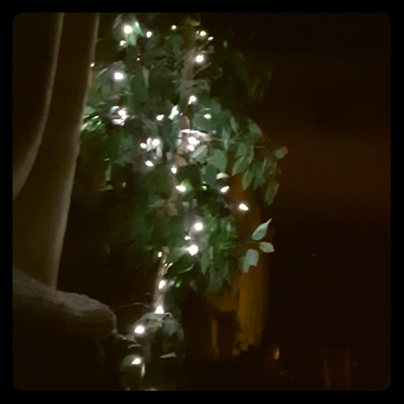 Tree - Picture 1 of 1